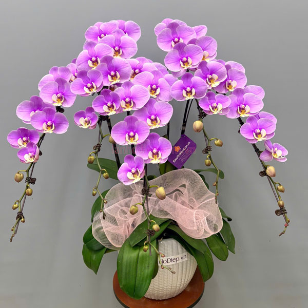 Trồng lại lan hồ điệp đúng kỹ thuật ra hoa đẹp