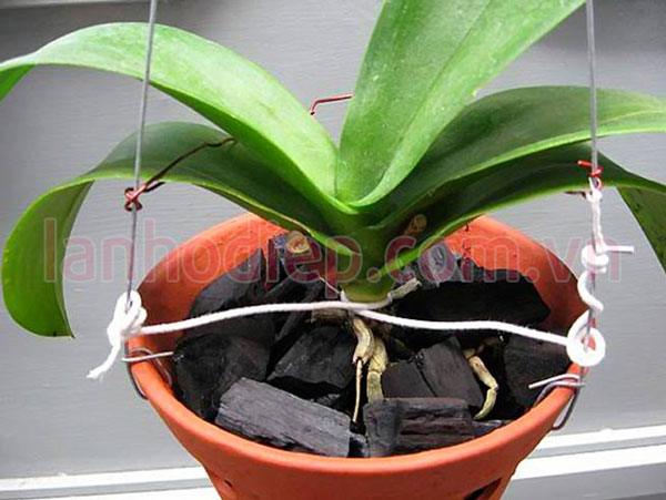 Trồng lại lan hồ điệp sau Tết