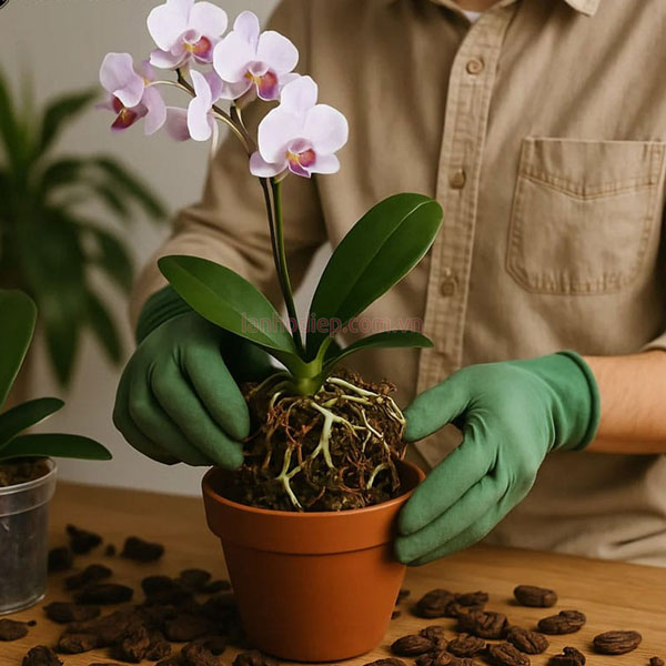 Trồng lan hồ điệp bằng vỏ thông