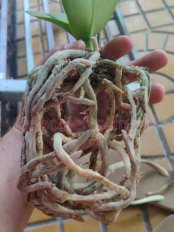 Xử lý sát khuẩn cho cây lan hồ điệp 