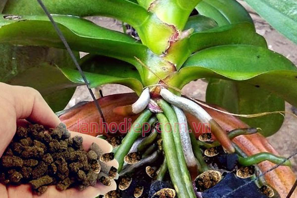 Bón phân cho lan sai thời điểm