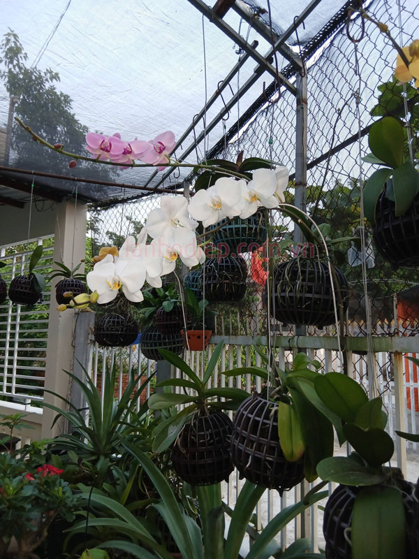 Cách bón phân cho lan hồ điệp sau Tết tại nhà
