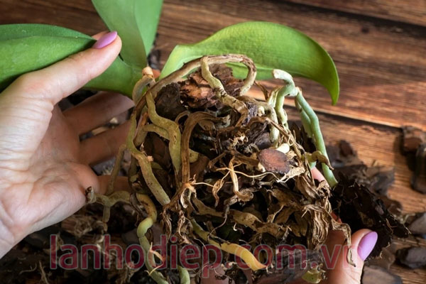 Cách xử lý rễ lan hồ điệp sau Tết