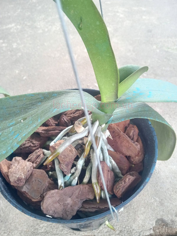 Cây lan hồ điệp ra rễ mới