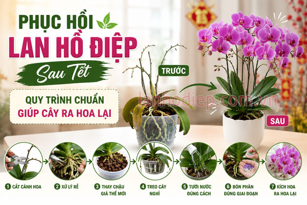 Phục Hồi Lan Hồ Điệp Sau Tết: Quy Trình Chuẩn Giúp Cây Ra Hoa Lại