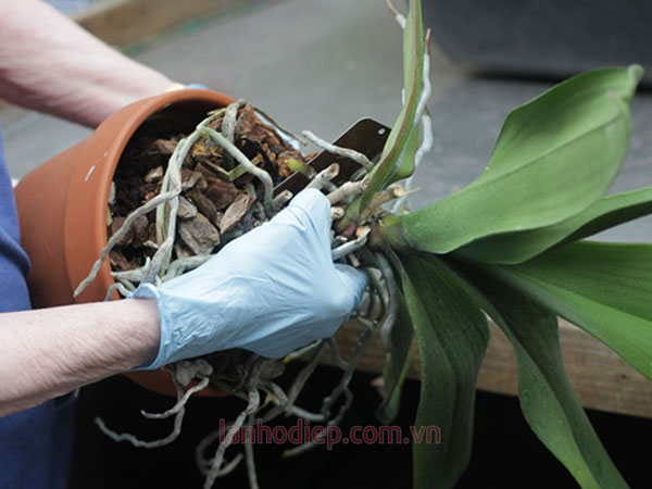 Thay chậu cho lan hồ điệp