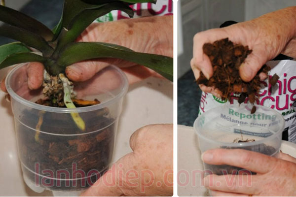 Thay chậu và giá thể cho lan hồ điệp