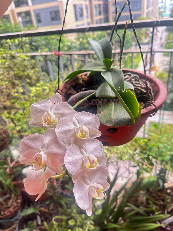 Bổ sung lan hồ điệp trước khi ra hoa