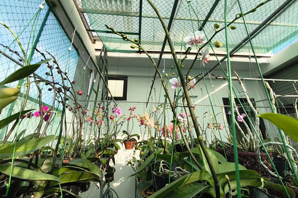 Bón phân lan hồ điệp sau Tết nhanh ra hoa