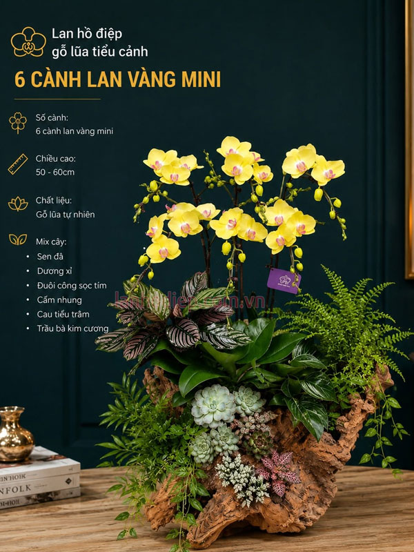 Chậu lan hồ điệp ghép lũa 6 cành vàng mừng nhà mới