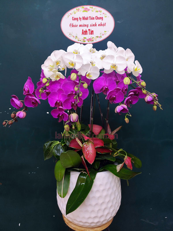 Chậu Lan Hồ Điệp tặng sinh nhật