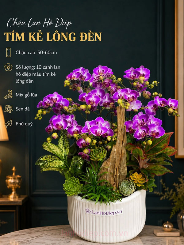 Chậu lan hồ điệp tím mini ghép lũa 10 cành tặng tân gia