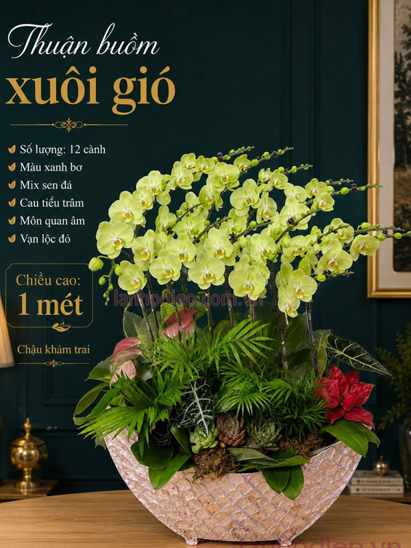 Chậu lan hồ điệp xanh bơ 12 cành tặng tân gia ý nghĩa