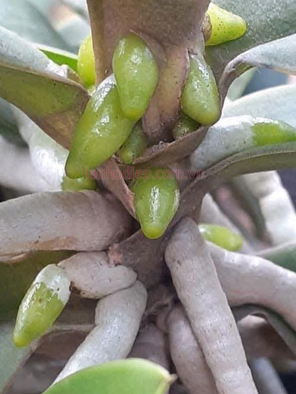 Dấu hiệu bón phân lan hồ điệp đúng cách