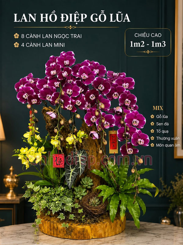 Lan hồ điệp tím ghép gỗ lũa mừng tân gia ý nghĩa