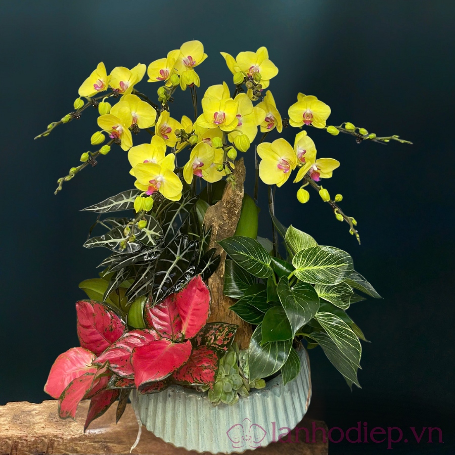 Chậu lan tiểu hồ điệp kết hợp tiểu cảnh sen đá đặt bàn làm việc vô cùng tinh tế - lanhodiep.com.vn