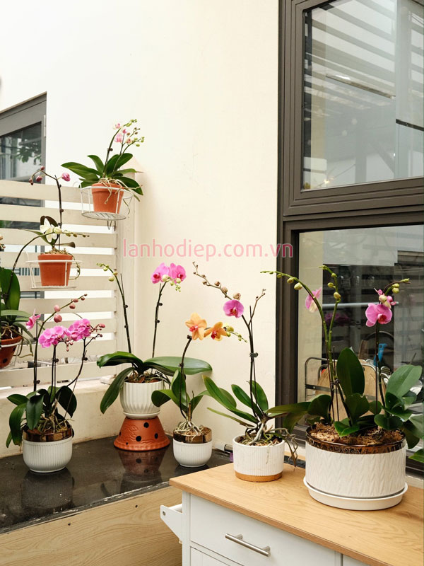 Phục hồi lan hồ điệp sau Tết bằng phân bón phù hợp