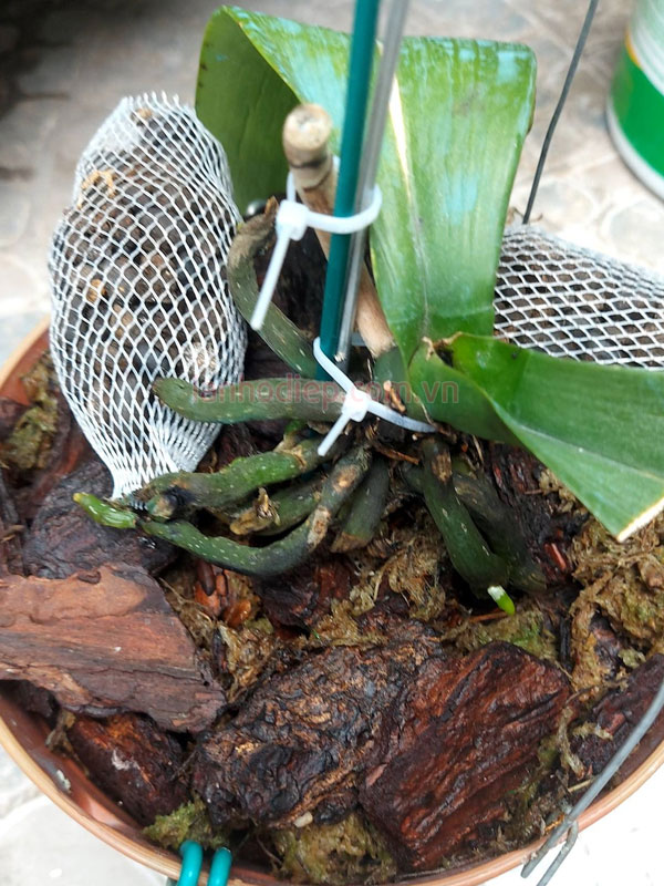 Thời điểm bón phân lan hồ điệp sau Tết