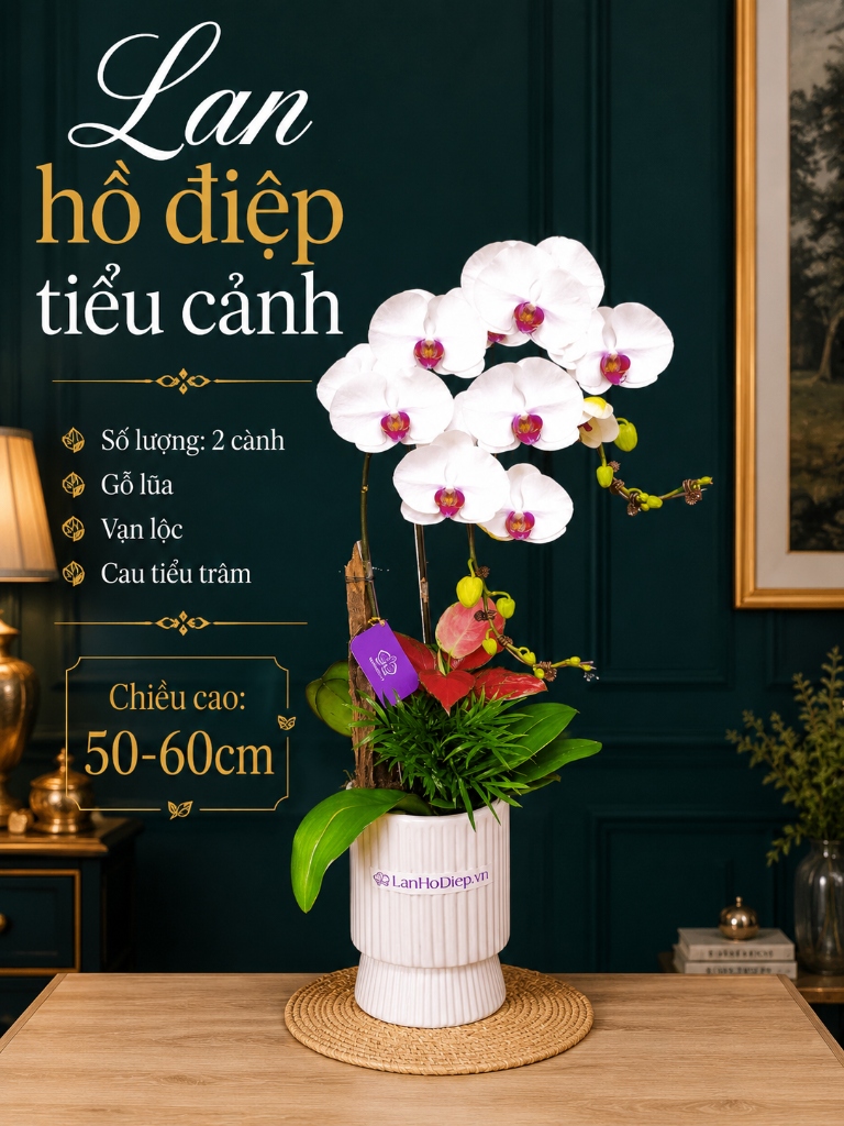 Tiểu cảnh lan hồ điệp trắng 2 cành ghép gỗ lũa tự nhiên phối vạn lộc và cau tiểu trâm