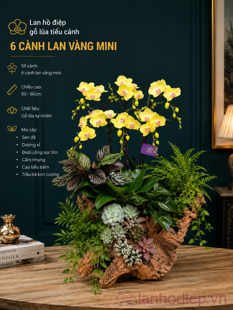 Tiểu cảnh lan hồ điệp vàng mini 6 cành ghép gỗ lũa tự nhiên cắm phối sen đá và dương xỉ