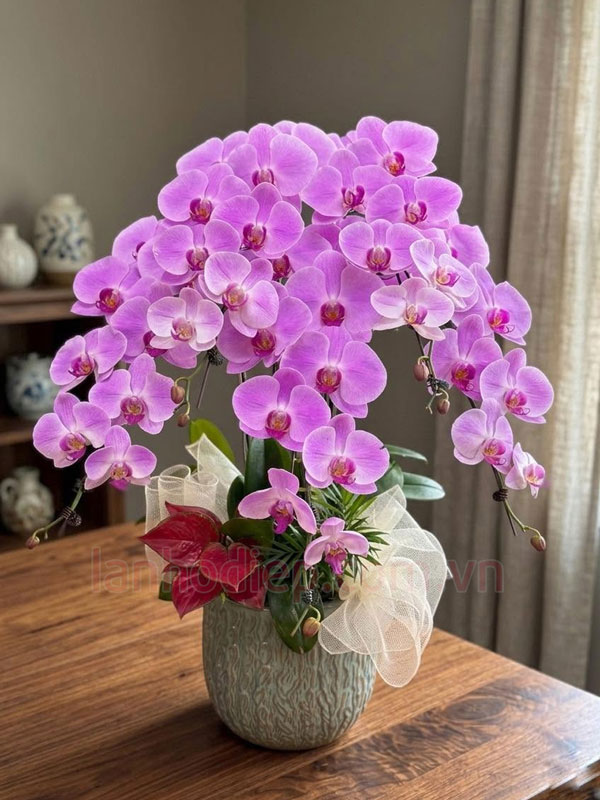 Ý nghĩa phong thủy lan hồ điệp tân gia