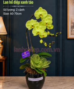 Chậu Lan Hồ Điệp Xanh Táo 2 Cành sở hữu nét đẹp độc bản, thanh tao
