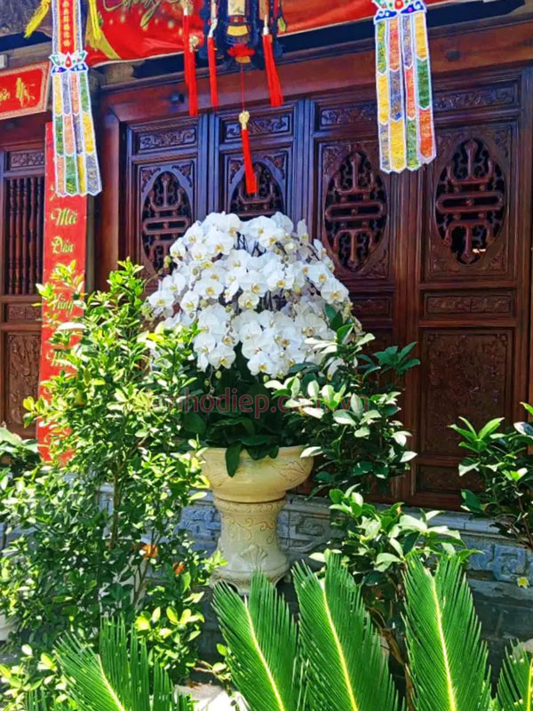 Chậu lan hồ điệp dâng phật đẹp