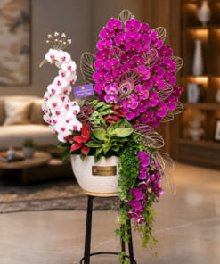 Chậu lan hồ điệp đuôi công