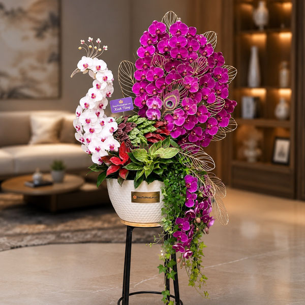 Chậu lan hồ điệp đuôi công