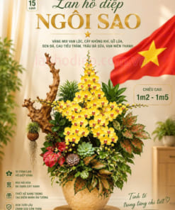 Chậu lan hồ điệp hình ngôi sao vàng