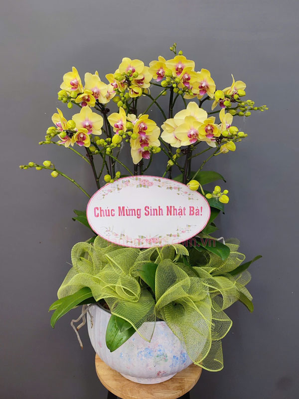 Chậu lan hồ điệp tặng sinh nhất đấng sinh thành