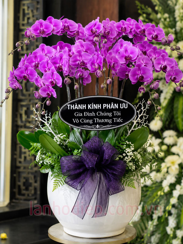 Chậu lan hồ điệp tím thành kính phân ưu