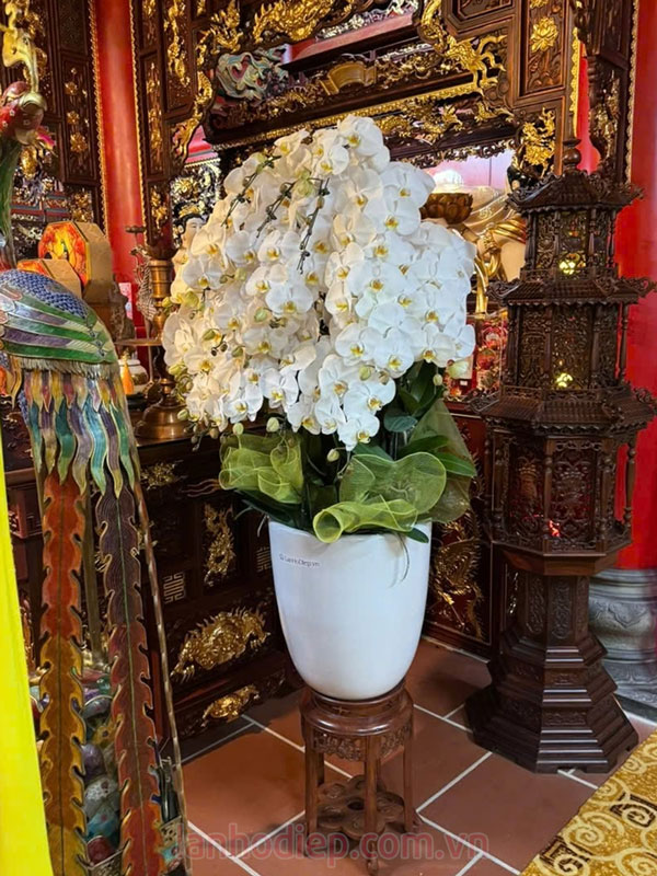 Chậu lan hồ điệp trắng dâng phật đẹp