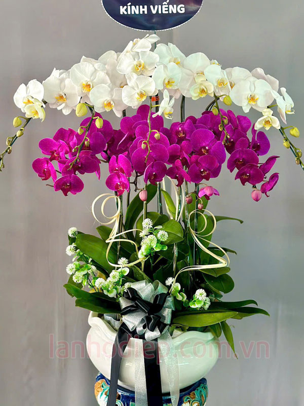 Chậu lan hồ điệp trắng tím chia buồn