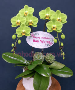 Chậu lan hồ điệp xanh táo mừng sinh nhật
