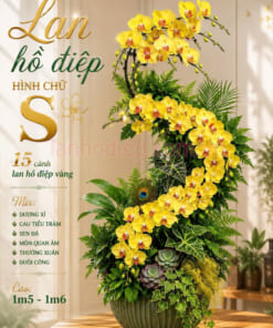 Đặc điểm chậu hoa hồ điệp hình chữ S
