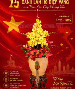Đặc điểm chậu lan hồ điệp hình ngôi sao vàng 15 cành