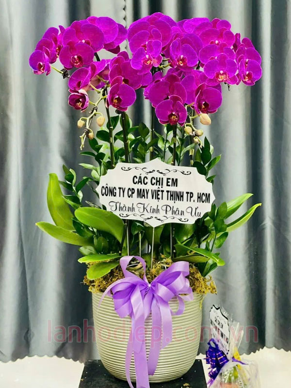 Dịch vụ lan hồ điệp viếng chia buồn nhanh chóng tại Hà Nội