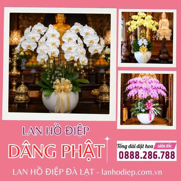 Lan hồ điệp dâng Phật nhiều mẫu mã đẹp