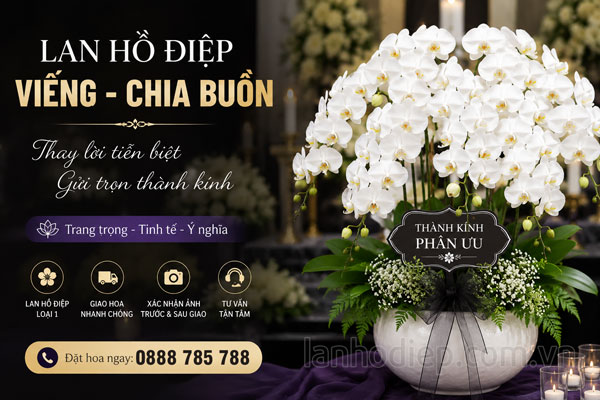 Chậu lan hồ điệp kinh viếng chia buồn sang trọng