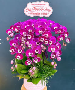 Chậu hoa hồ điệp 7 cành tím tặng khai trương