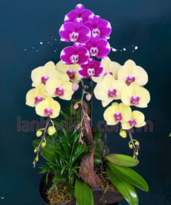 Chậu lan hồ điệp đa sắc 3 cành đẹp