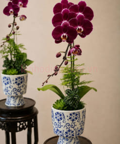 Chậu hoa hồ điệp đỏ ngọc trai 1 cành