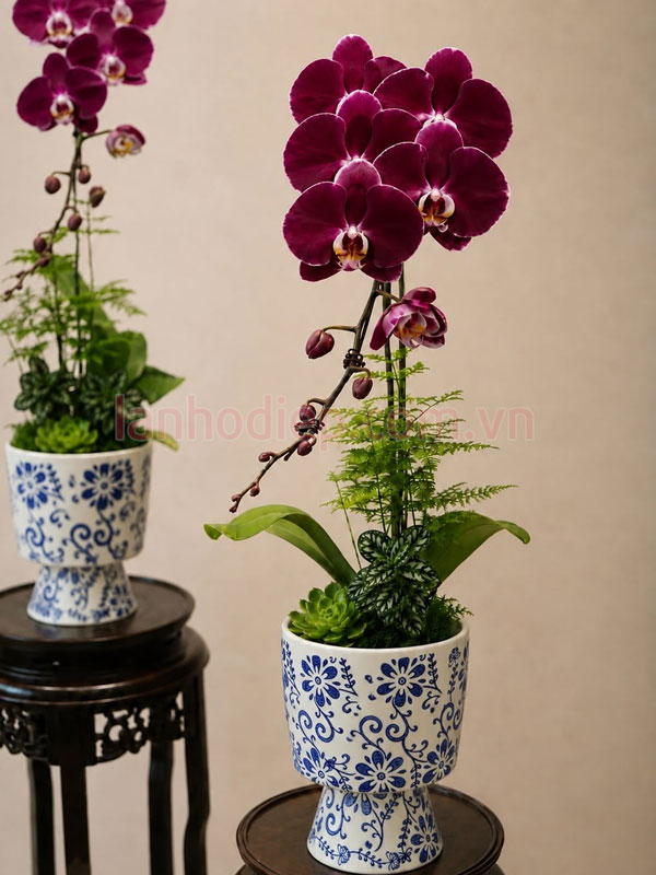 Chậu hoa hồ điệp đỏ ngọc trai 1 cành