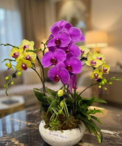 Chậu hoa hồ điệp mix màu vàng tím