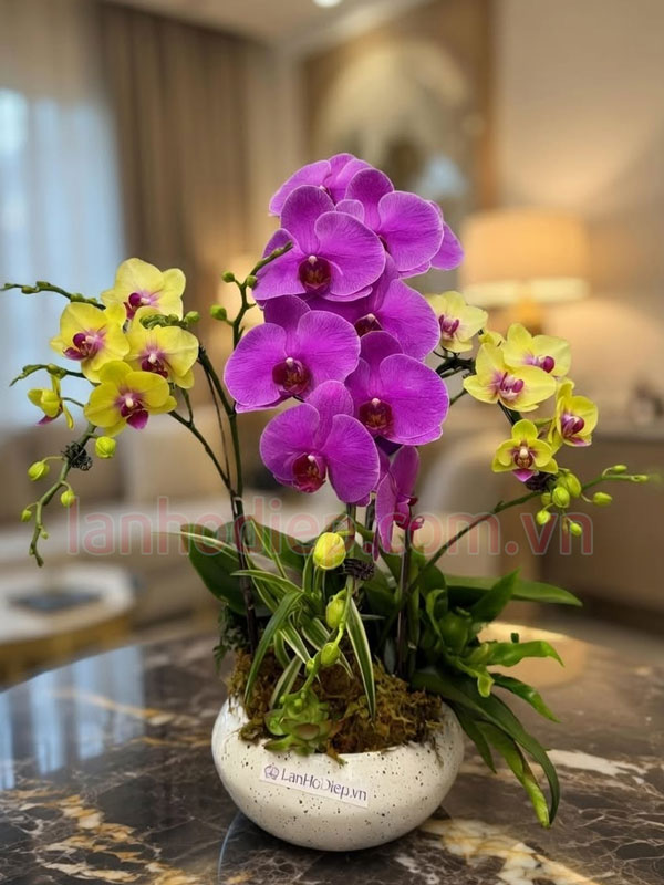 Chậu hoa hồ điệp mix màu vàng tím
