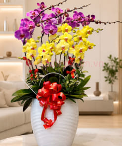 Chậu hoa hồ điệp phối màu vàng tím đẹp