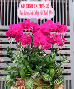 Chậu hoa hồ điệp tím 7 cành làm quà tặng sinh nhật