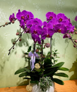 Chậu hoa hồ điệp tím 4 cành làm quà tặng sang trọng