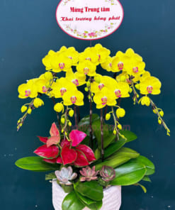 Chậu hoa hồ điệp vàng mừng khai trương
